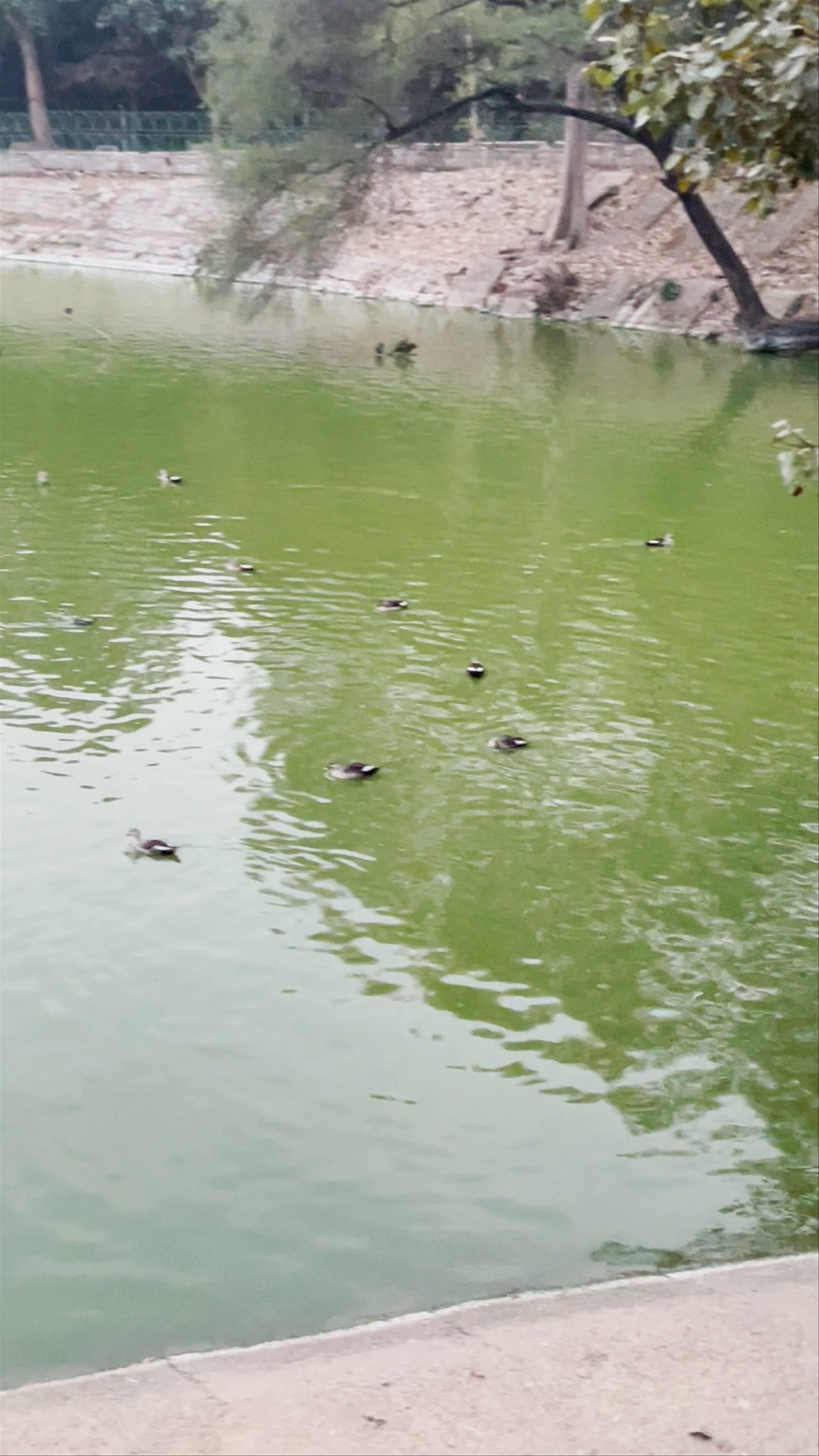 Hauz Khas Lake