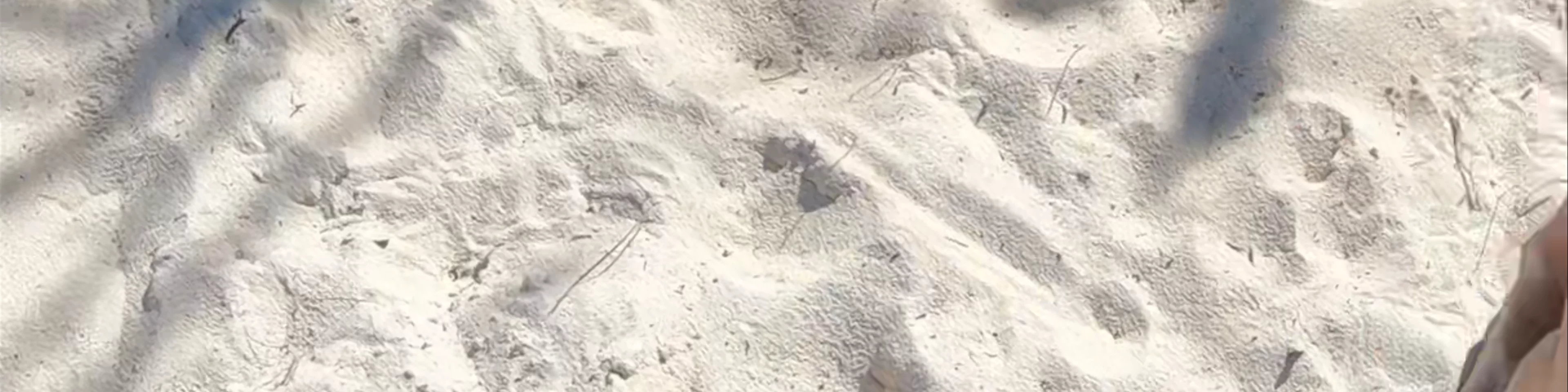 Pig Beach