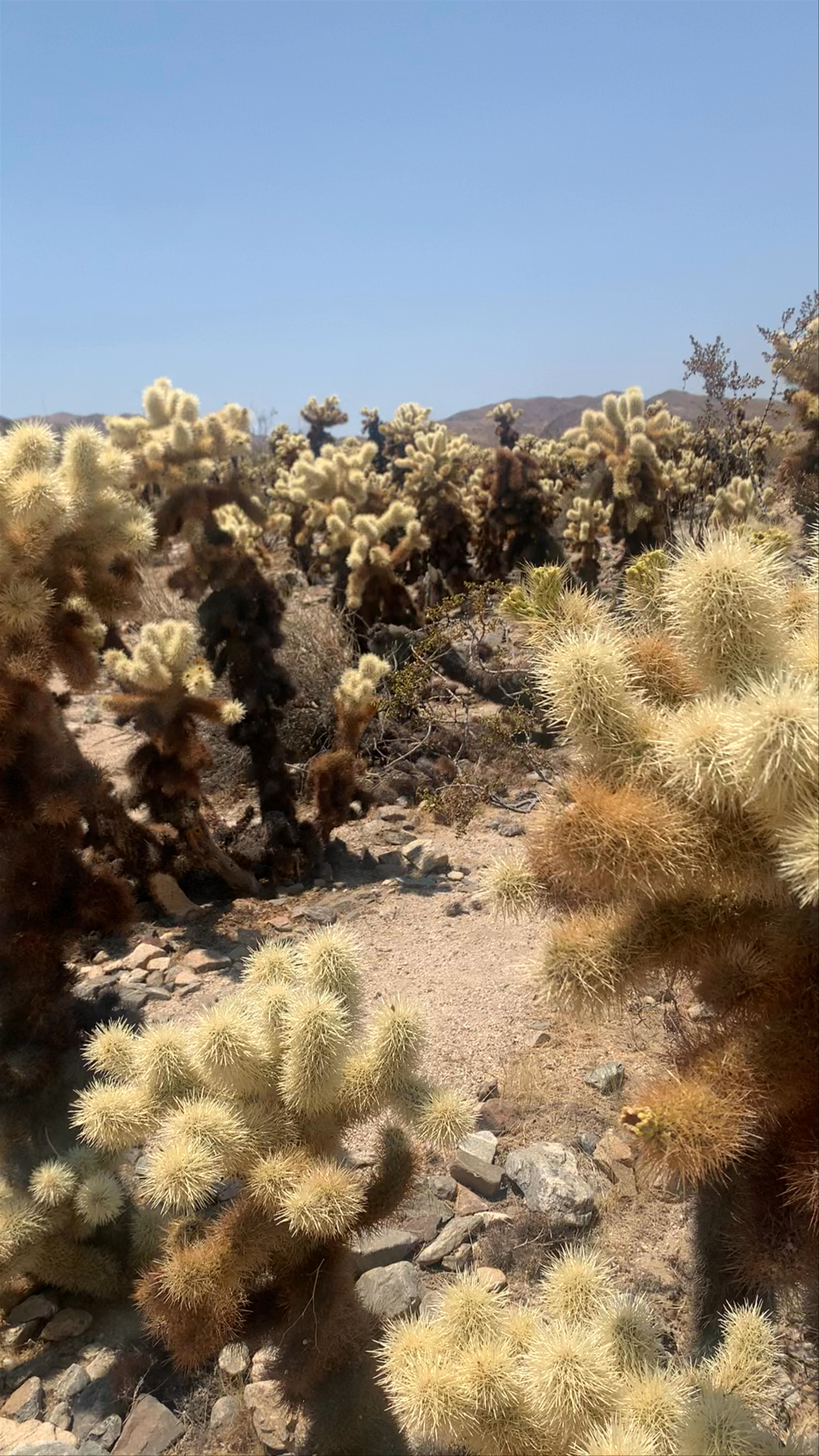 Cholla Cactus Garden 
