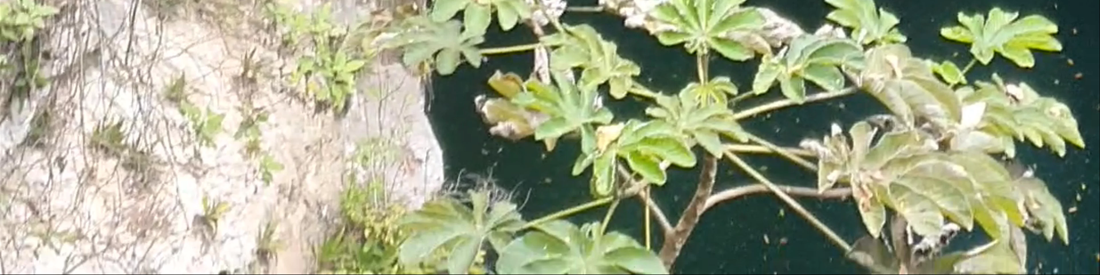 Cenote Saamal