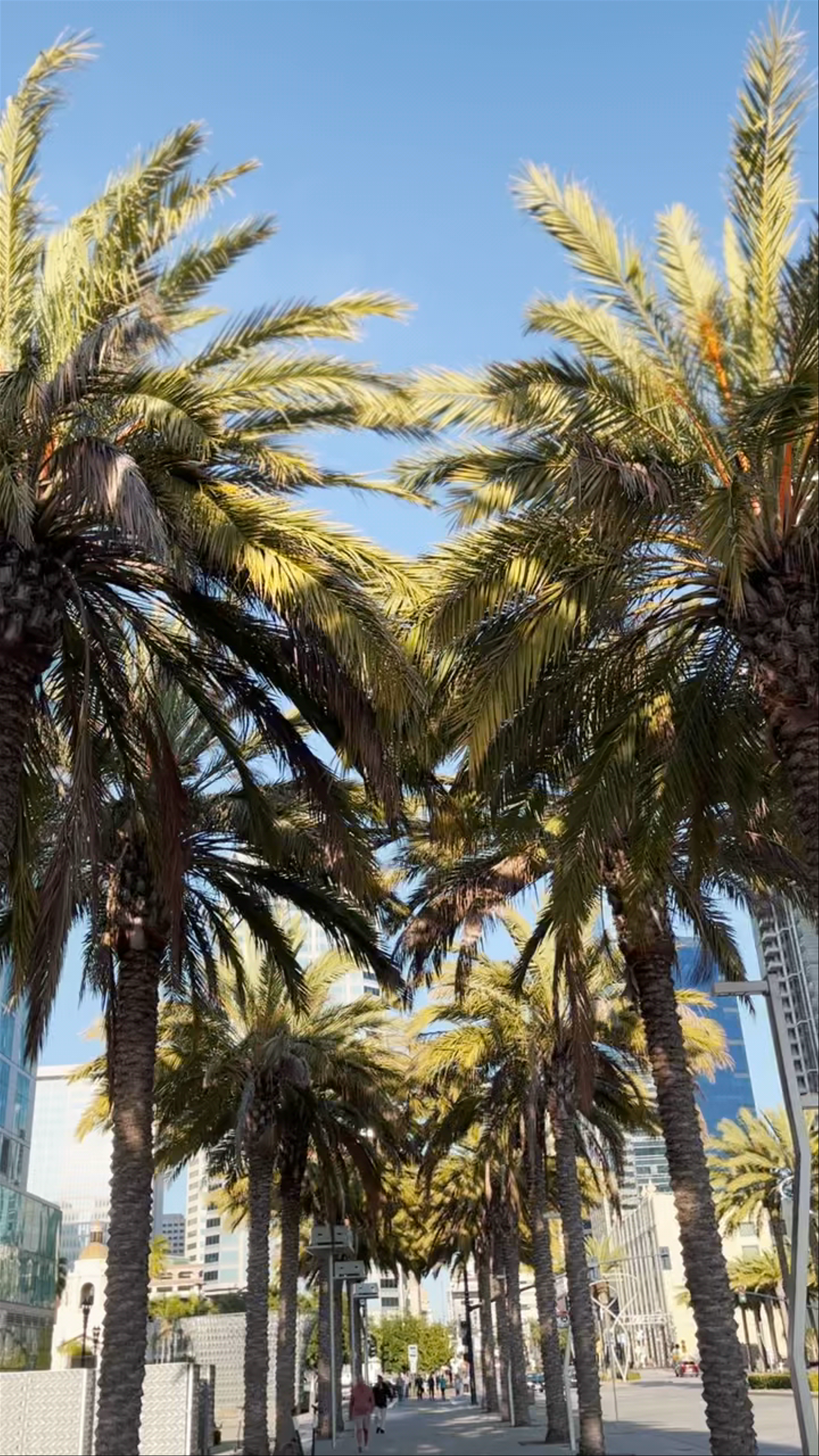 Sunlit Palm Tree Avenue in Downtown San Diego