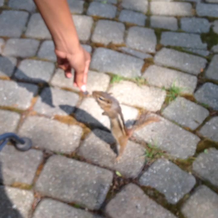 Lazy Cloud Lodge - They have cute lil chipmunks that you can feed by hand. - Bed & Breakfast Near Me - Fontana, Wisconsin