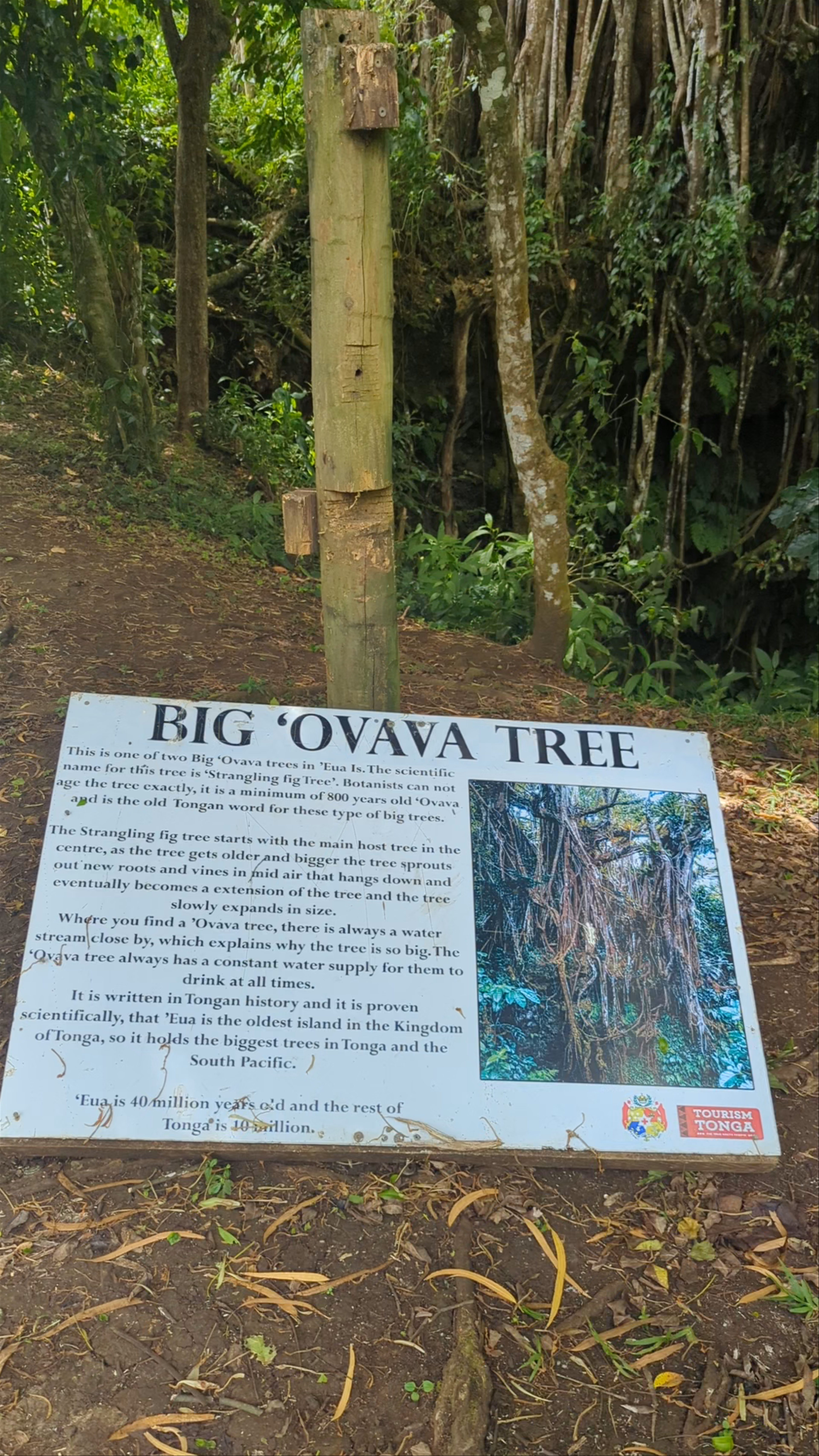 Big 'Ovava