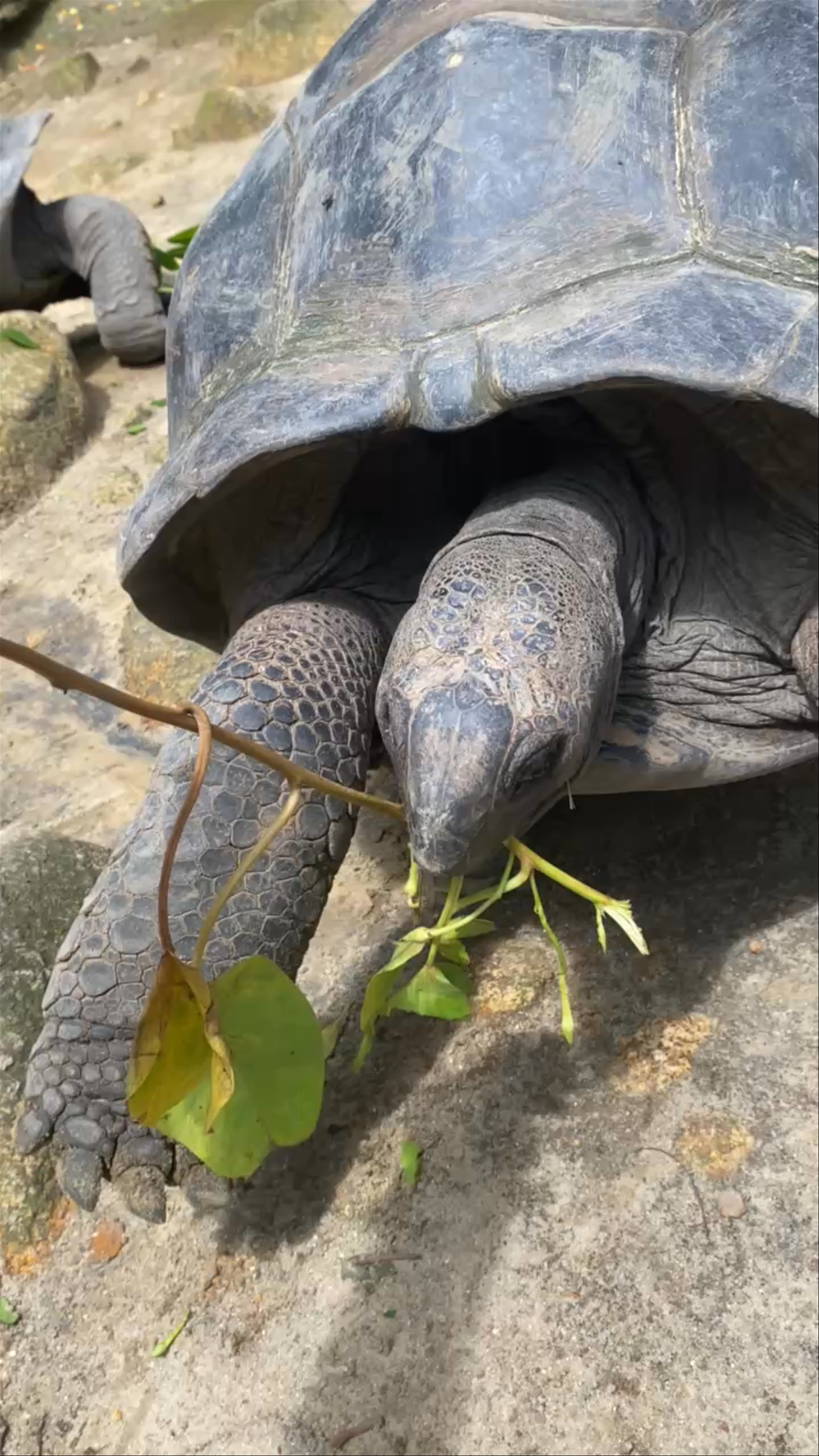 THE GIANT TORTOISES OF THE SEYCHELLES