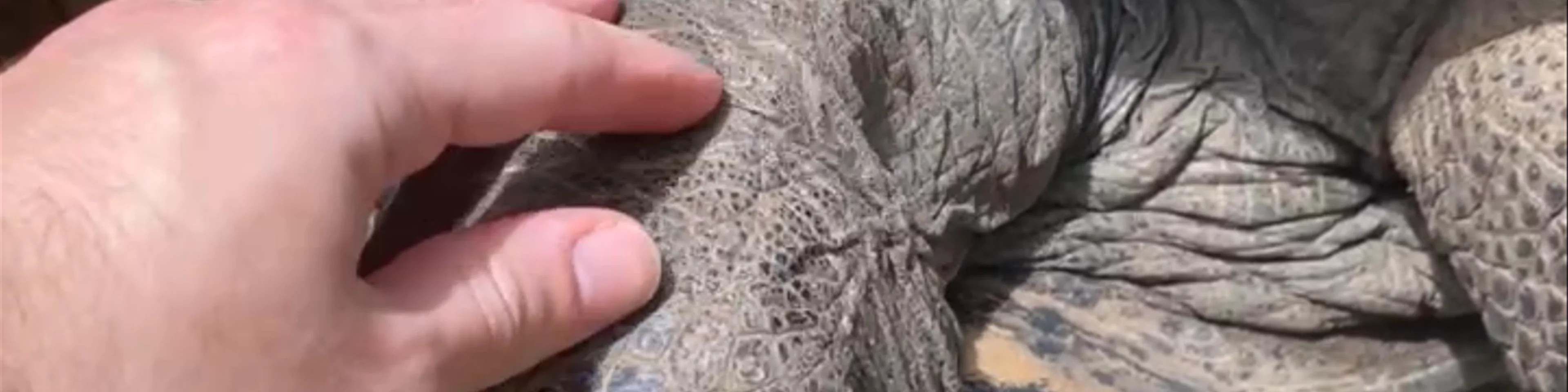 THE GIANT TORTOISES OF THE SEYCHELLES