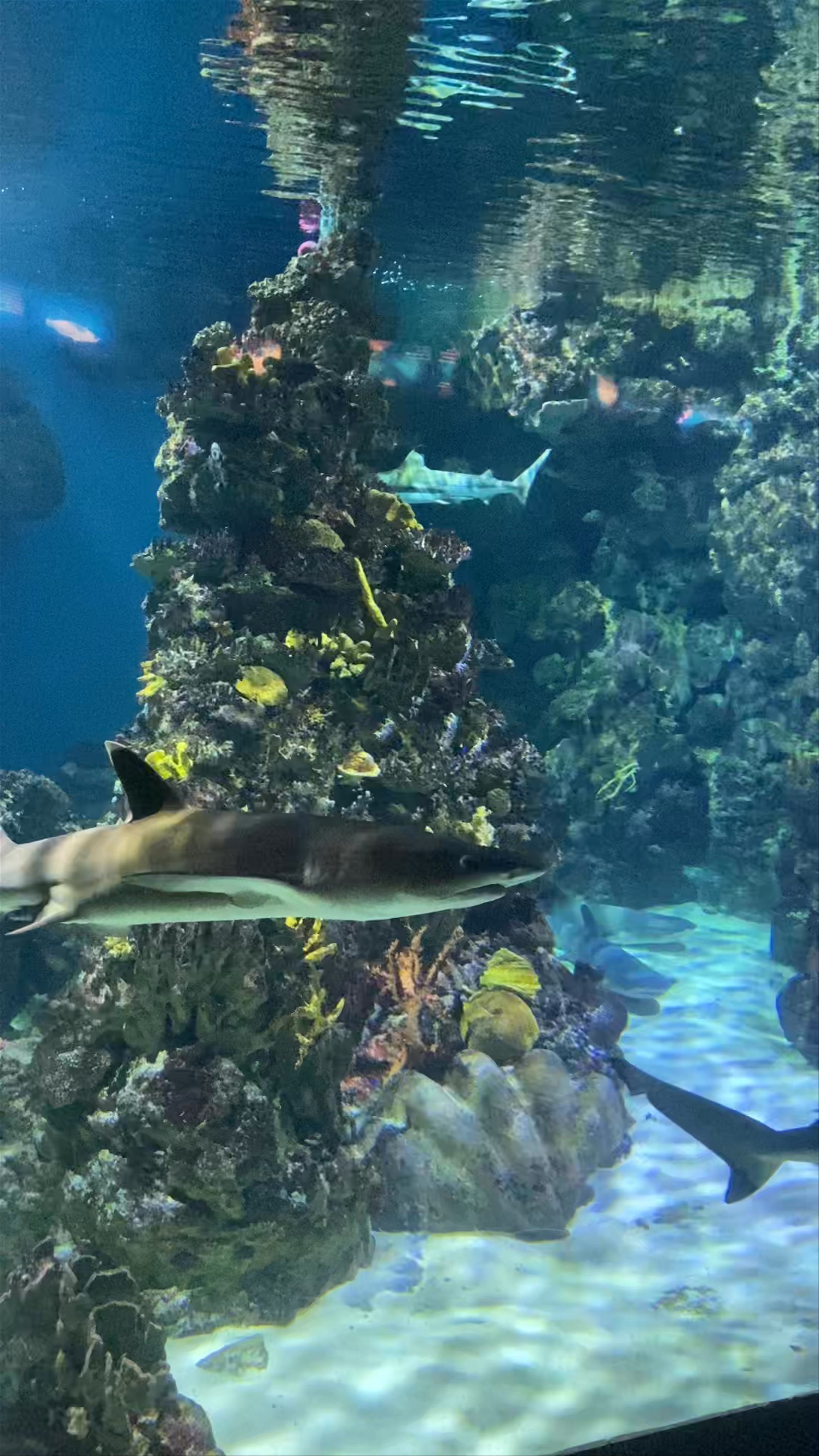 Acquario di Barcellona