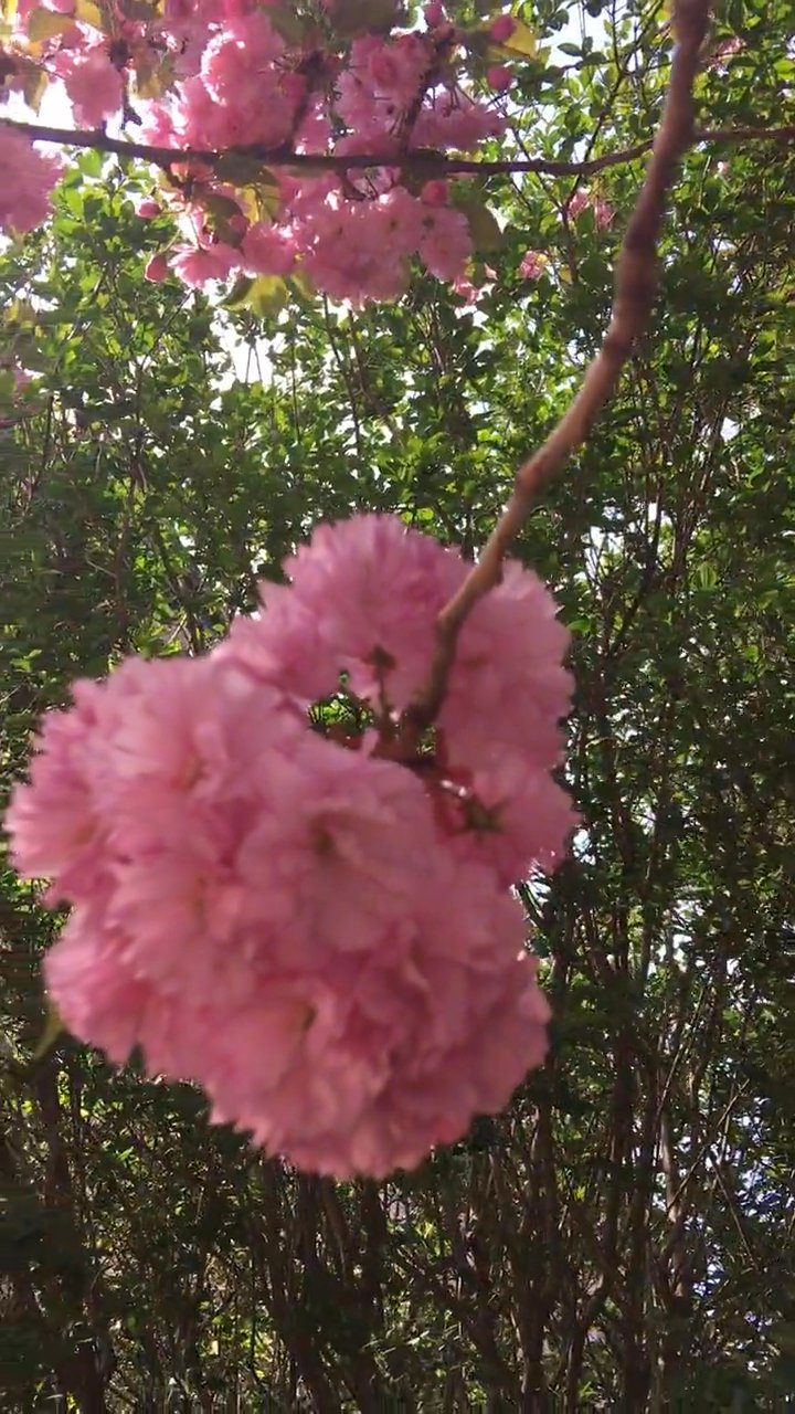 週末はここへ
🎥 Vision Sanders · Pexels
#日本 #旅行 #絶景 #風景 #japan