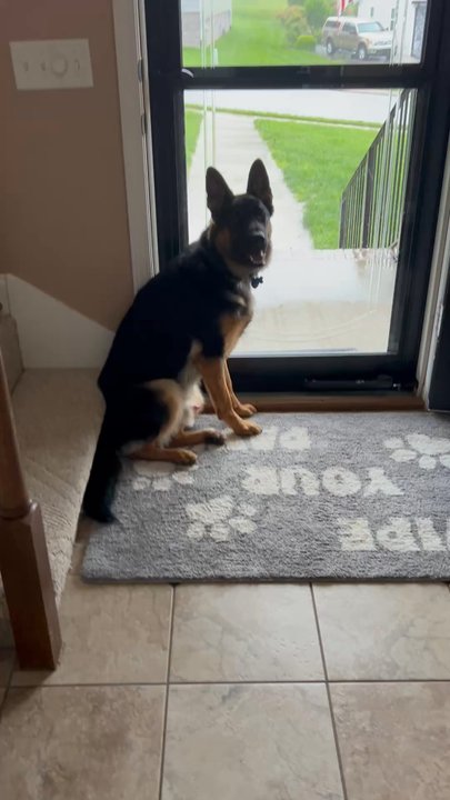 Play Dog Excellent - Upset he could not go outside loves to be outside with his joy all - Pet Sitting Near Me - Chattanooga, Tennessee