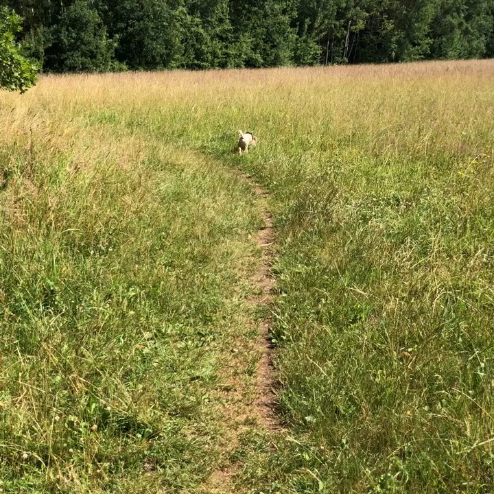 Hundewiese Waldtruderinger Wald - Dog Parks Near Me - Munich, BY