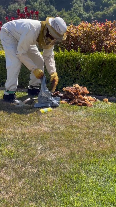 Goodins Pest Control - Pest Control Near Me