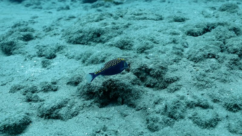 Blue Spotted Boxfish poster