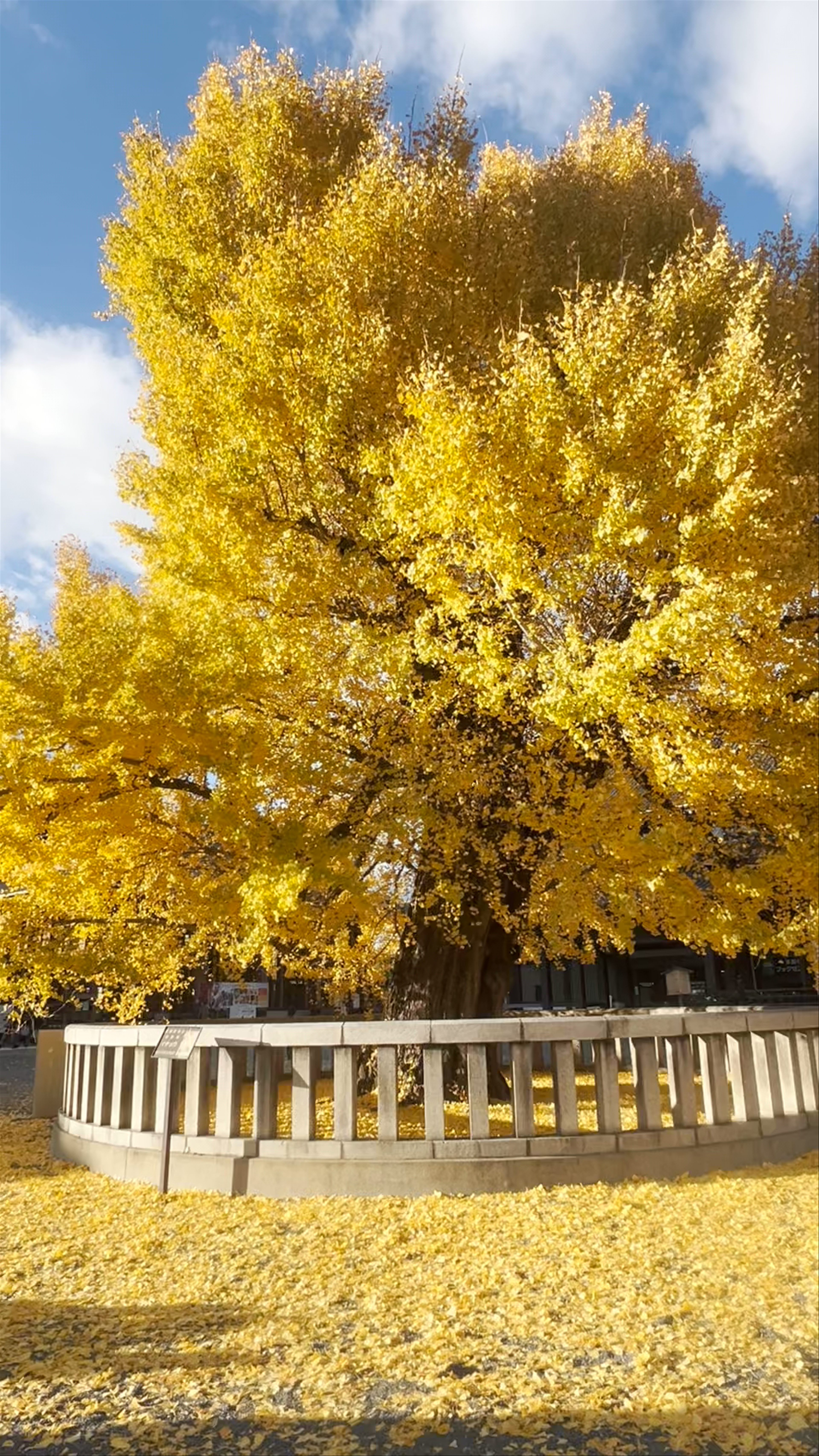 Majestic Ginkgo Tree at Nishi Hongan-ji Temple in Kyoto
