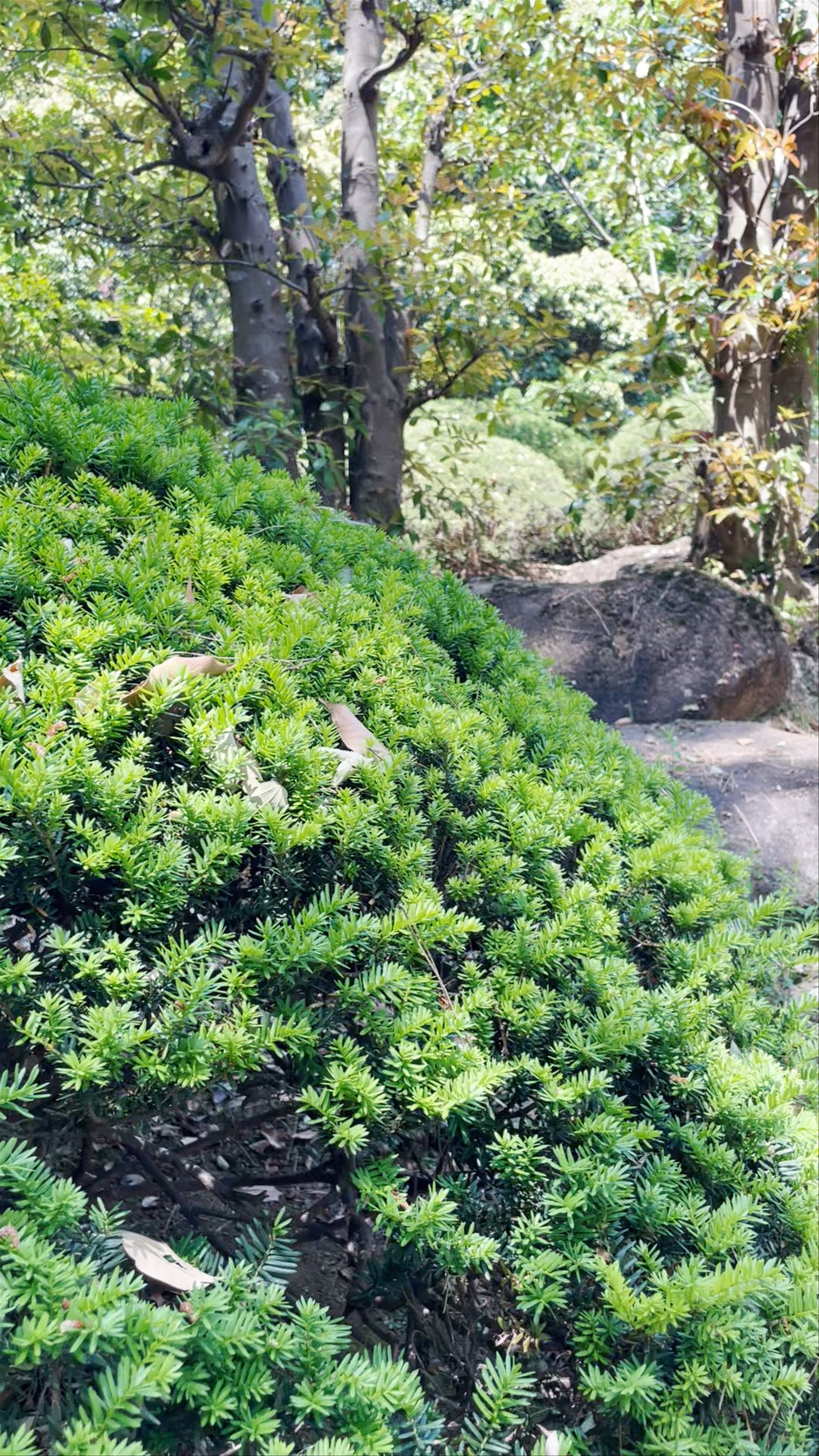 Takahama Kyoshi's Haiku Monument