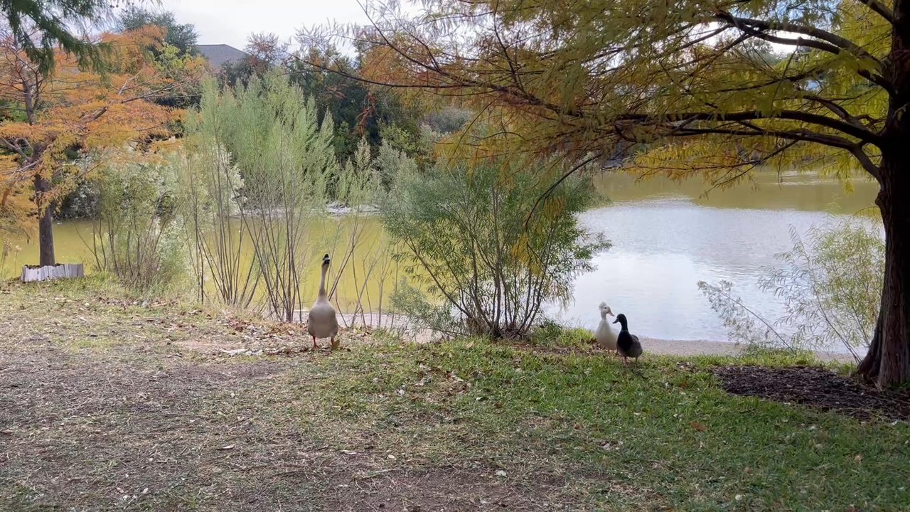 Round Rock West Park - Ducks at play - Parks Near Me - Round Rock, Texas