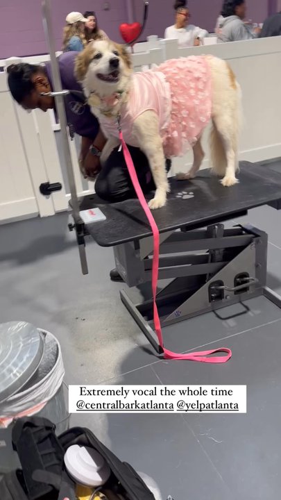 Central Bark Atlanta - Pet Training Near Me - Atlanta, Georgia