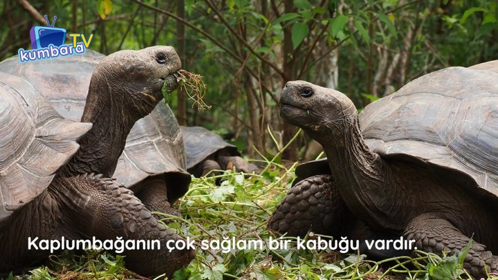thumbnail Zırhlı Hayvanlar