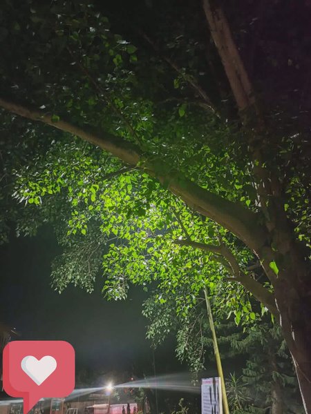 Photo of Good night from SMIT