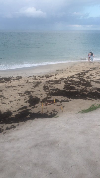 Jaycee Beach - Sea Turtle Nesting Season is here August 2019 - Beaches Near Me - Vero Beach, Florida