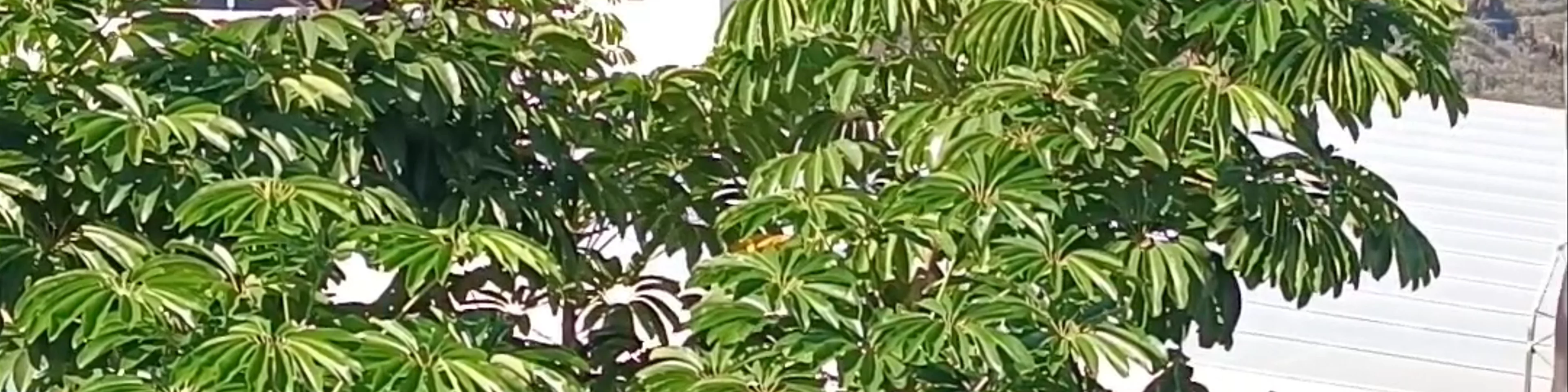 Mariposario del Drago Butterfly Park