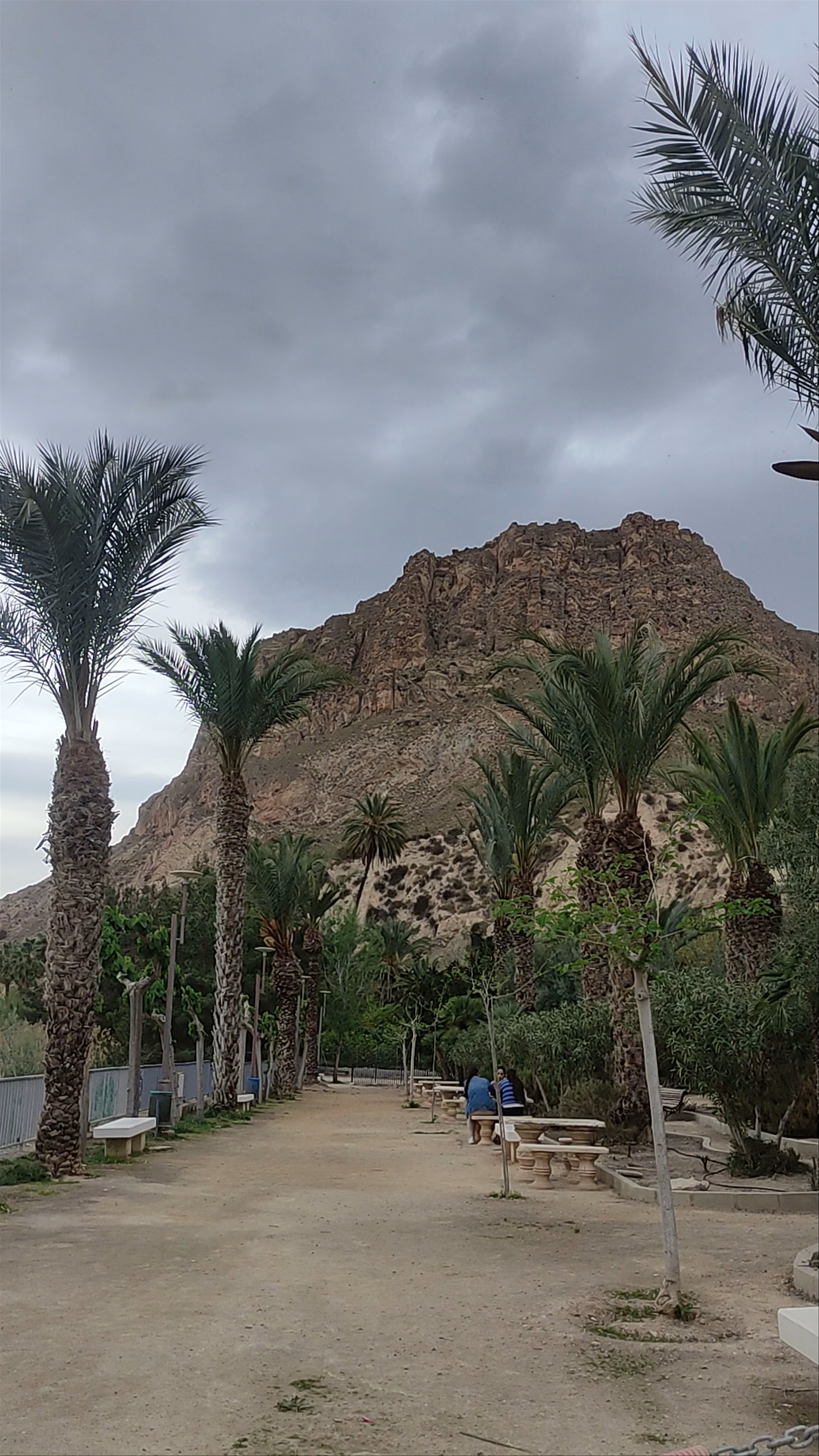 Paseo de las Palmeras: Scenic Palm Walk in Ojós, Spain