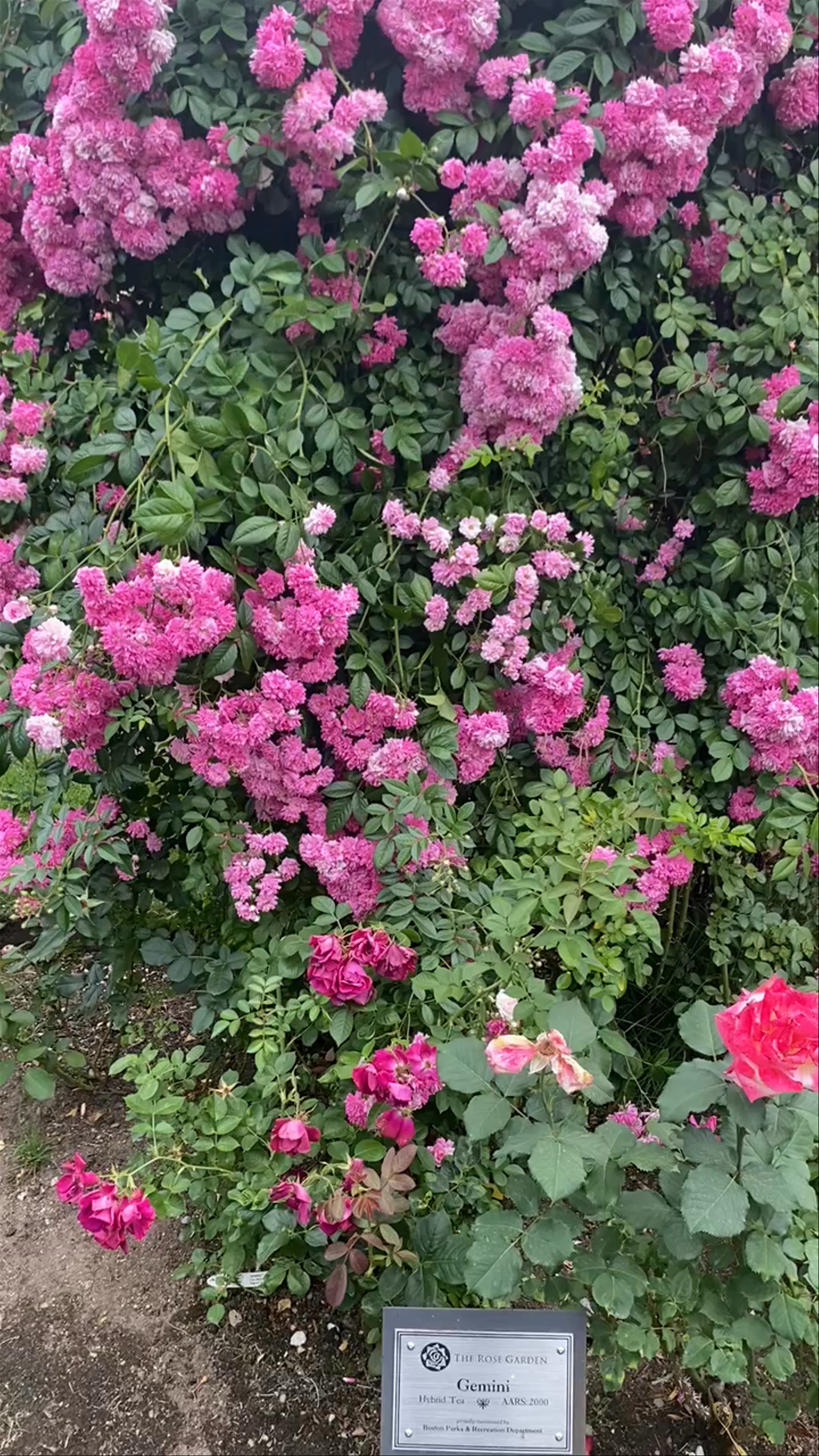 Keller Rose Garden 