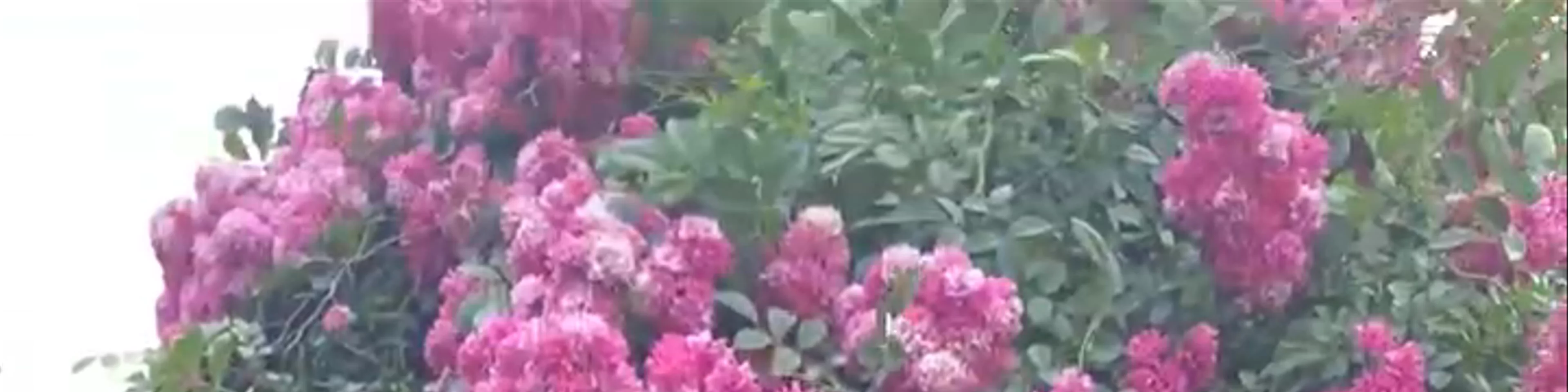 Keller Rose Garden 