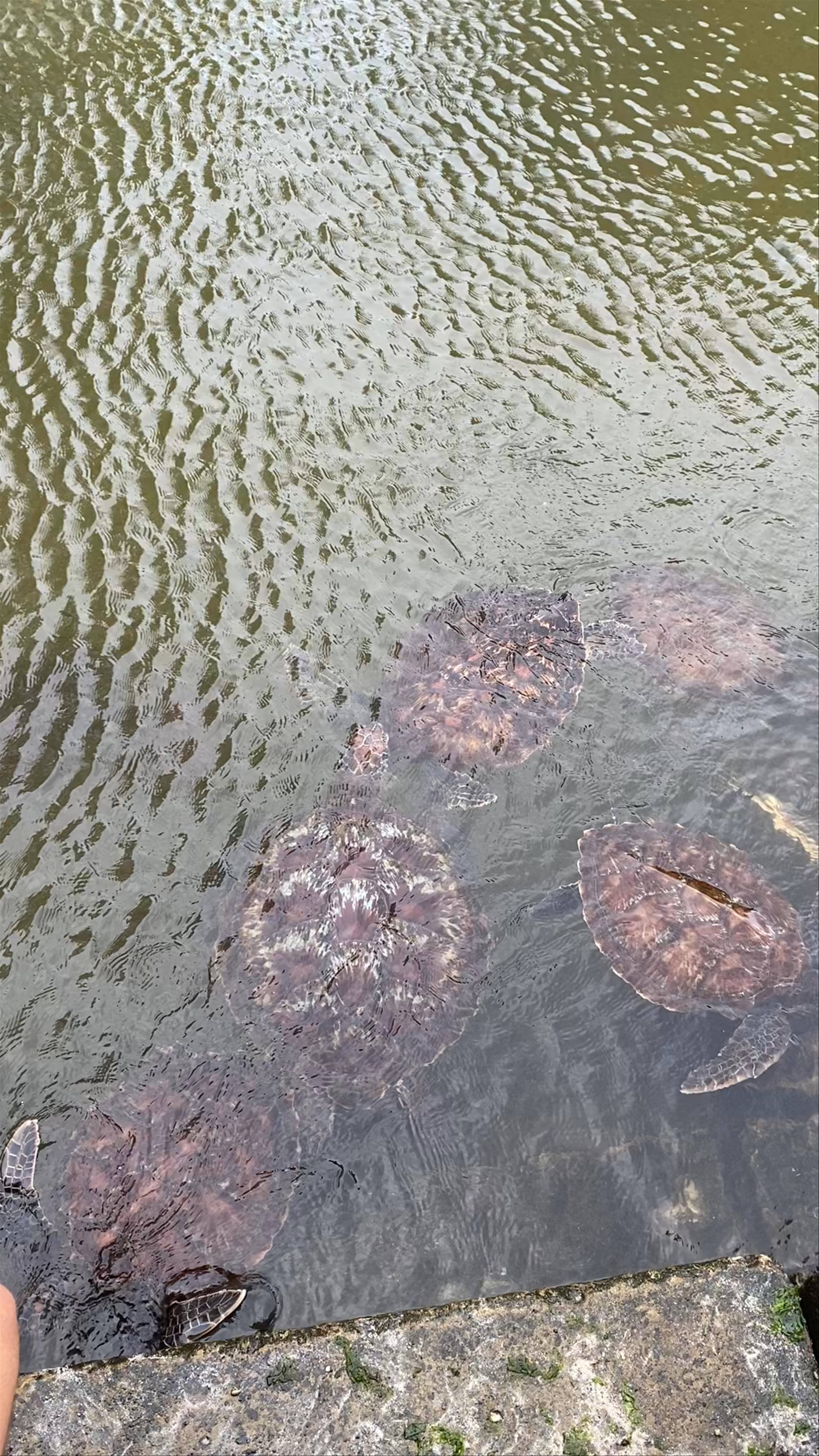 Baraka Natural Aquarium - Nungwi