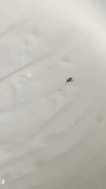 Sunright Tea Studio - Koreatown - Evidence of roach problem. This batch was discarded but why was there bugs crawling into my food prep area? - Bubble Tea Near Me - Los Angeles, California