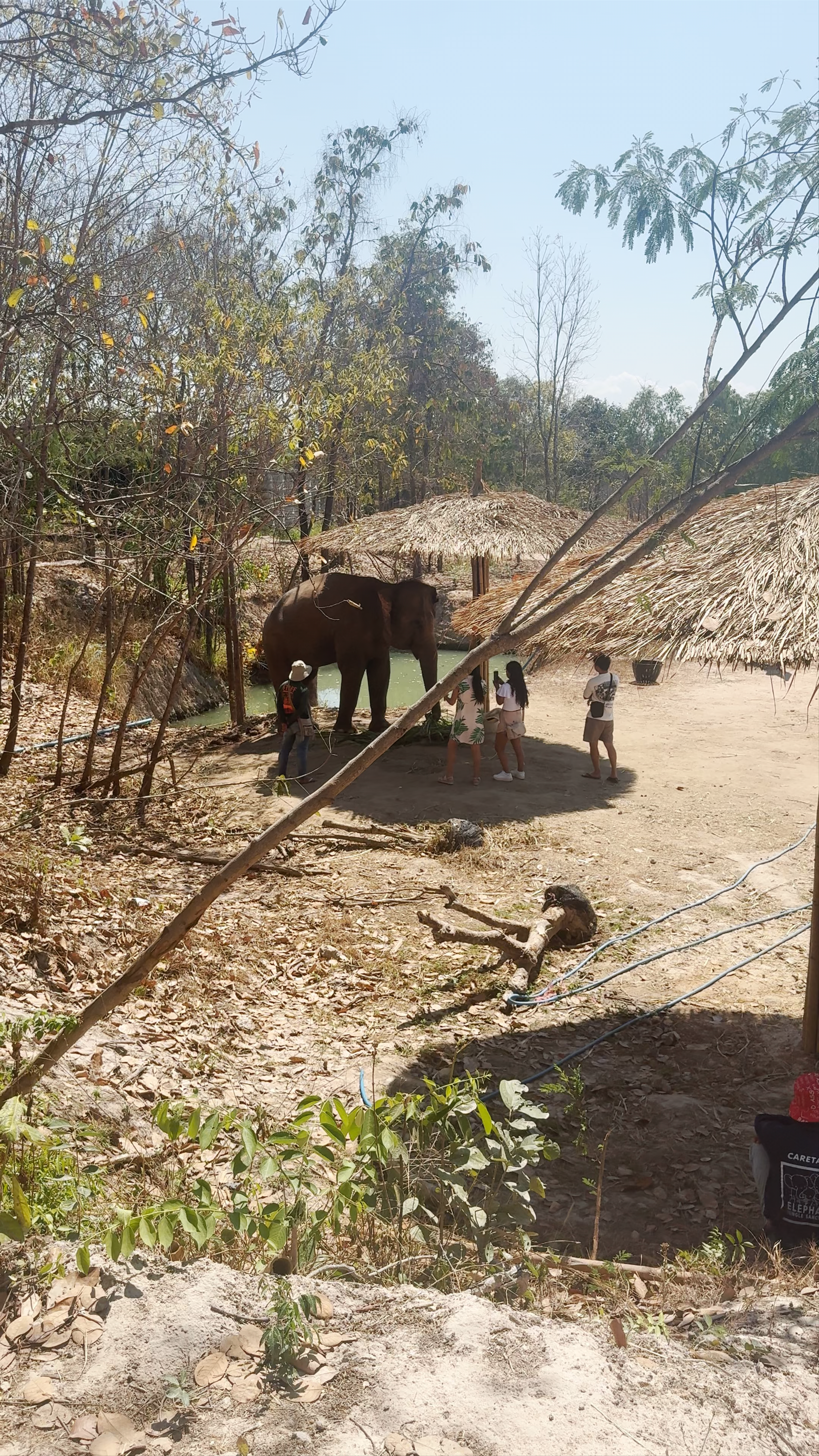 Elephant Jungle Sanctuary Chiang Mai (Grand Canyon Branch)