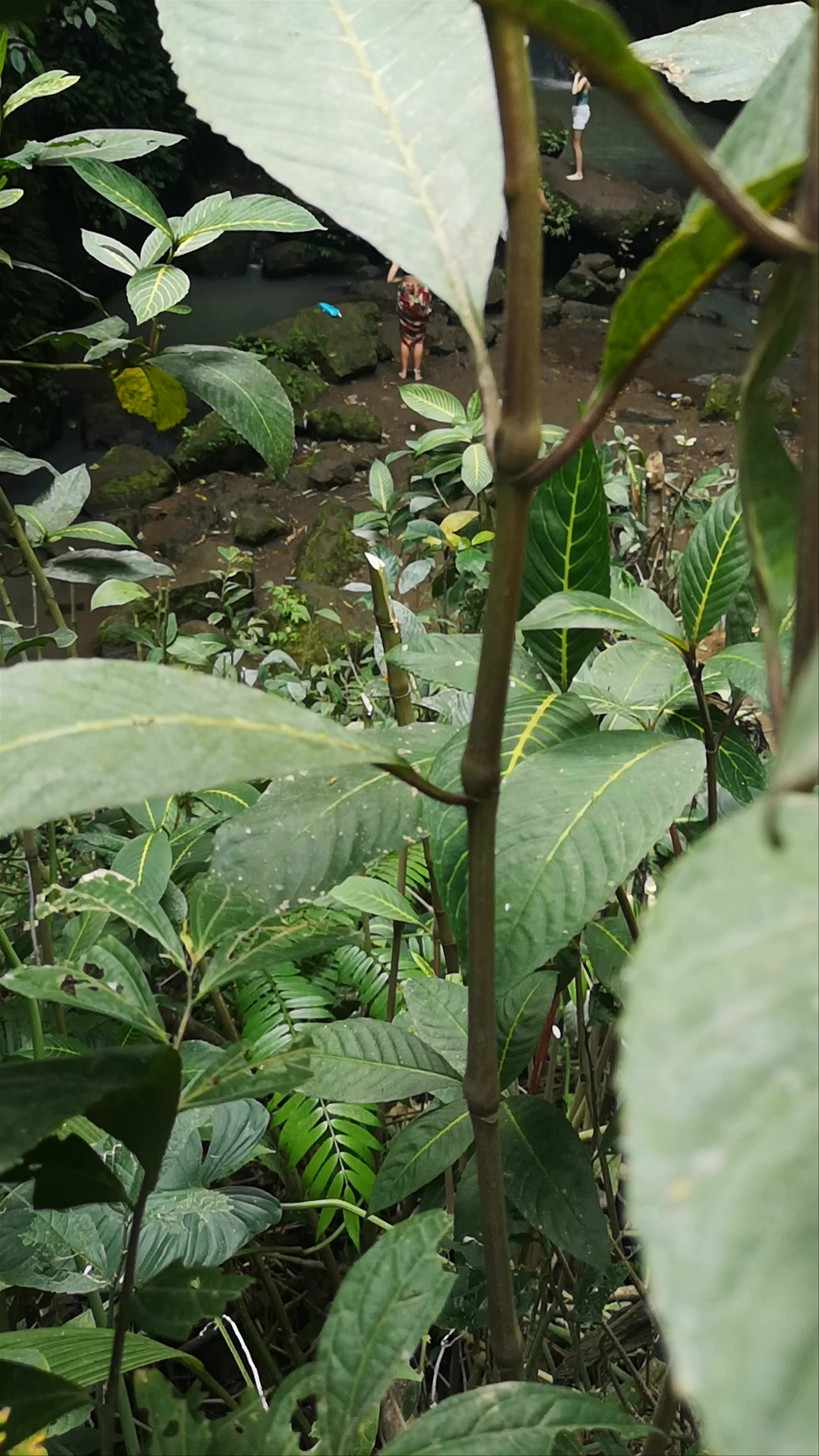 Leke Leke Waterfall: Hidden Tropical Oasis in Bali's Jungle