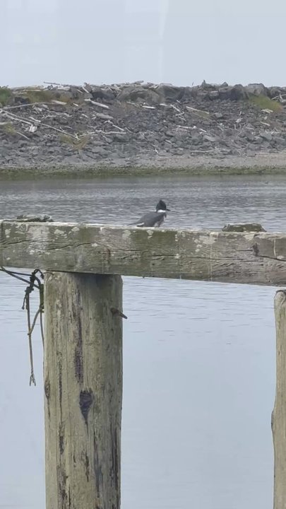 River's Edge Restaurant - Ton of different birds outside window when your seated - Seafood Near Me - La Push, Washington