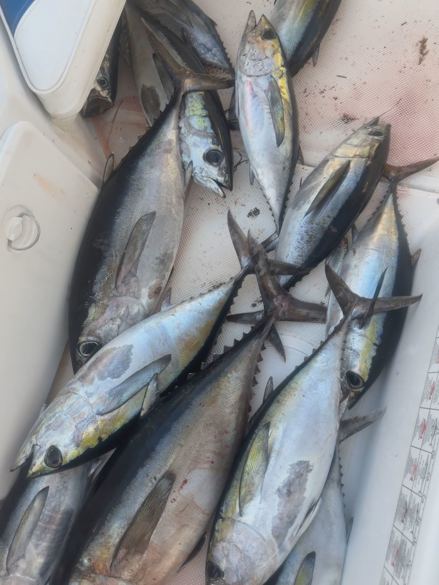 Local Tuna bite has been on 🔥