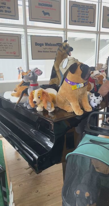 Good Dog Boutique - Pet Stores Near Me - Orange Beach, Alabama