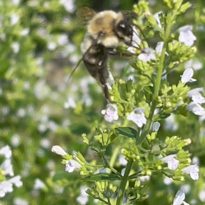 Lord's Landscaping - Pollinators - Nurseries & Gardening Near Me - Millville, Delaware