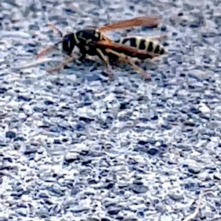 Modern Pest Control - Something satisfying about watching these guys go after being divebombed all summer! Did I mention I am severely allergic? - Pest Control Near Me - Puyallup, Washington