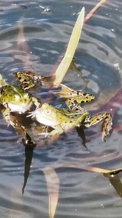 Schloss Lembeck - Froschteich im Schlosspark - Landmarks & Historical Buildings Near Me - Dorsten, NW