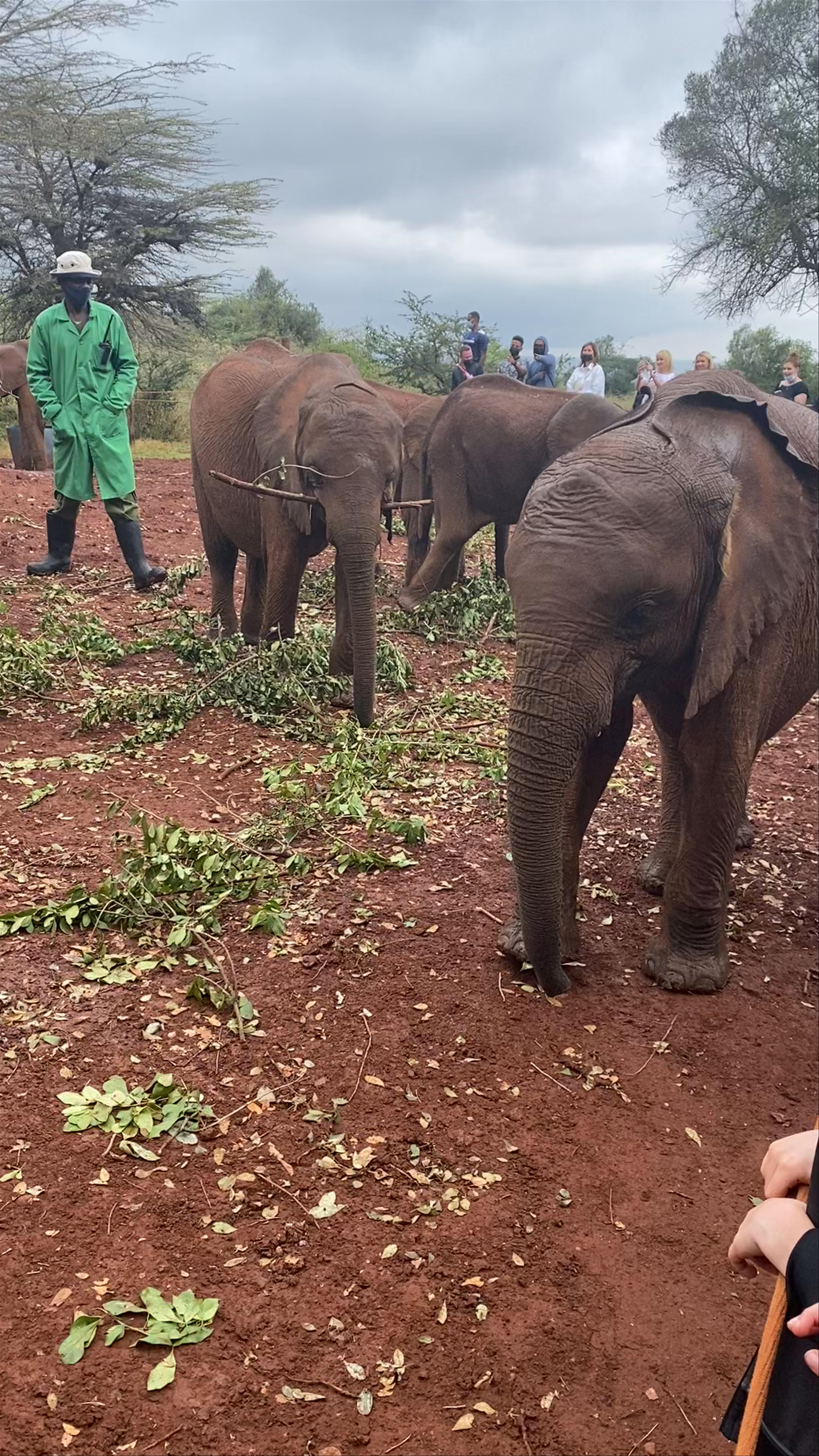Sheldrick Elephant Orphanage