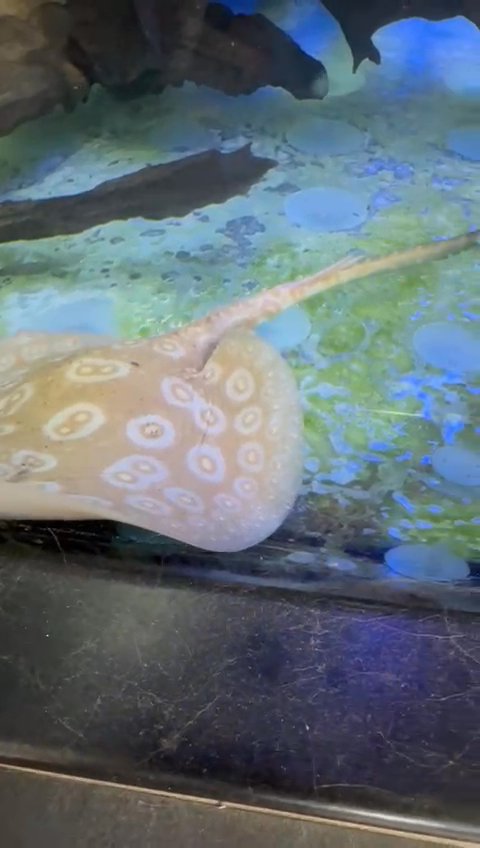 Black diamond stingray