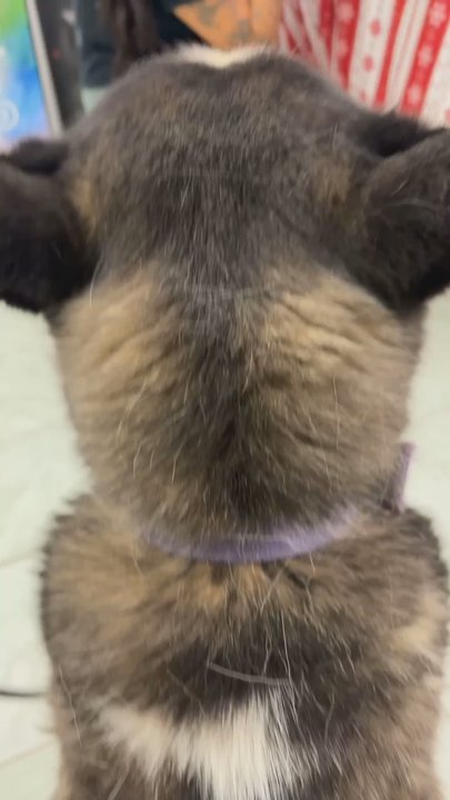 Diamonds In the Ruff - Her before - Pet Groomers Near Me - Sun City, Arizona
