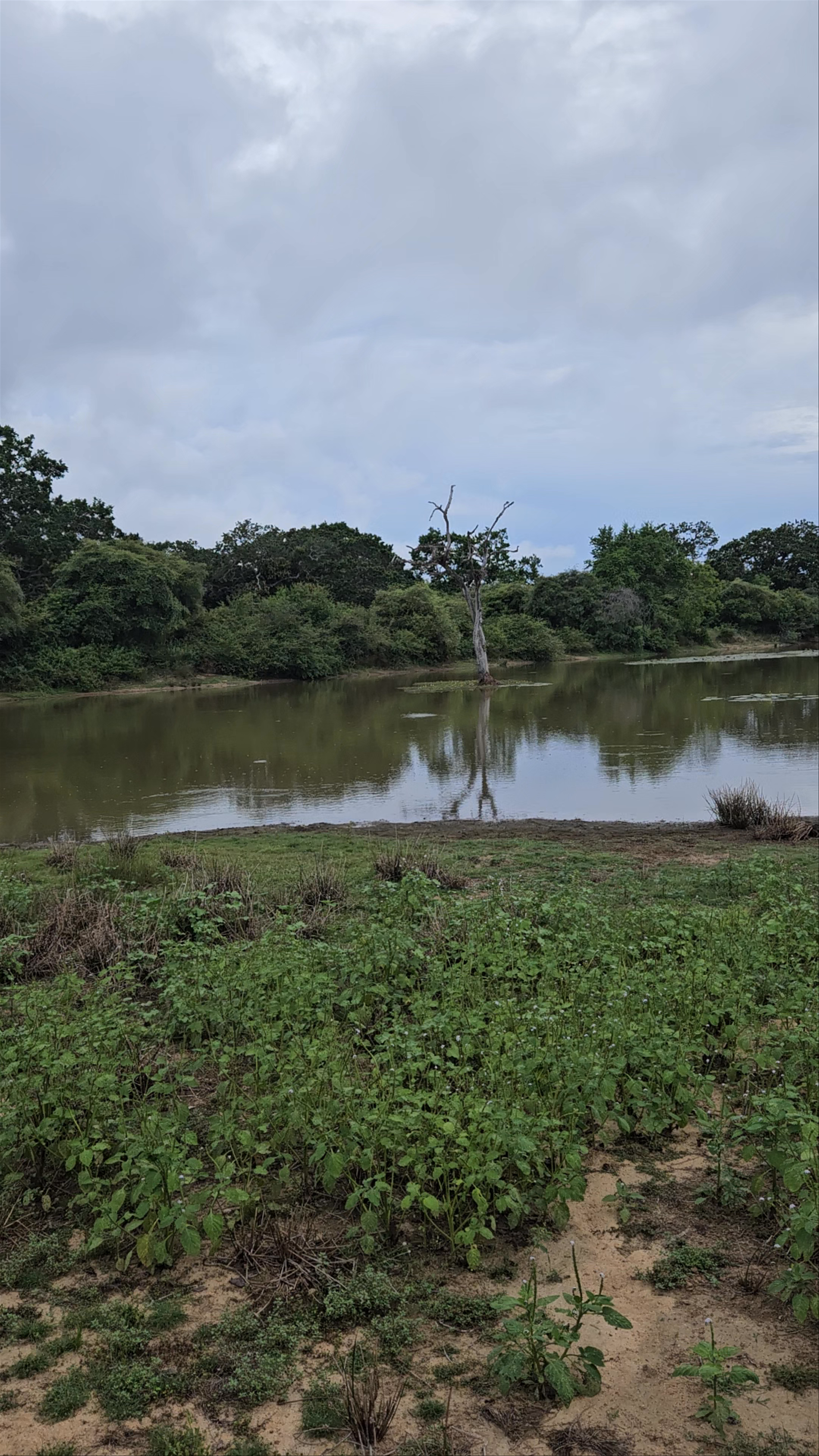 Yala National Park Sri Lanka