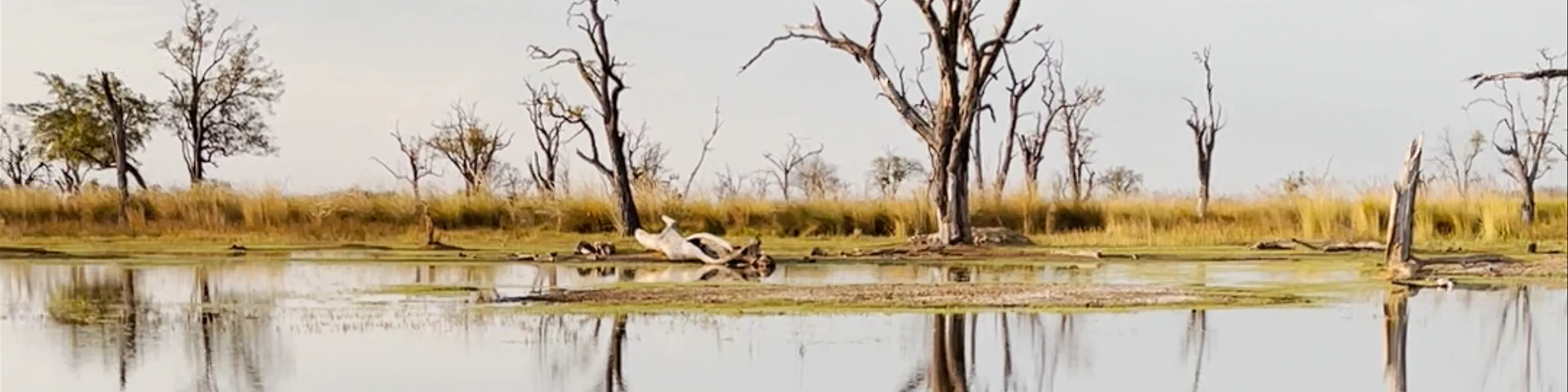 Moremi Game Reserve
