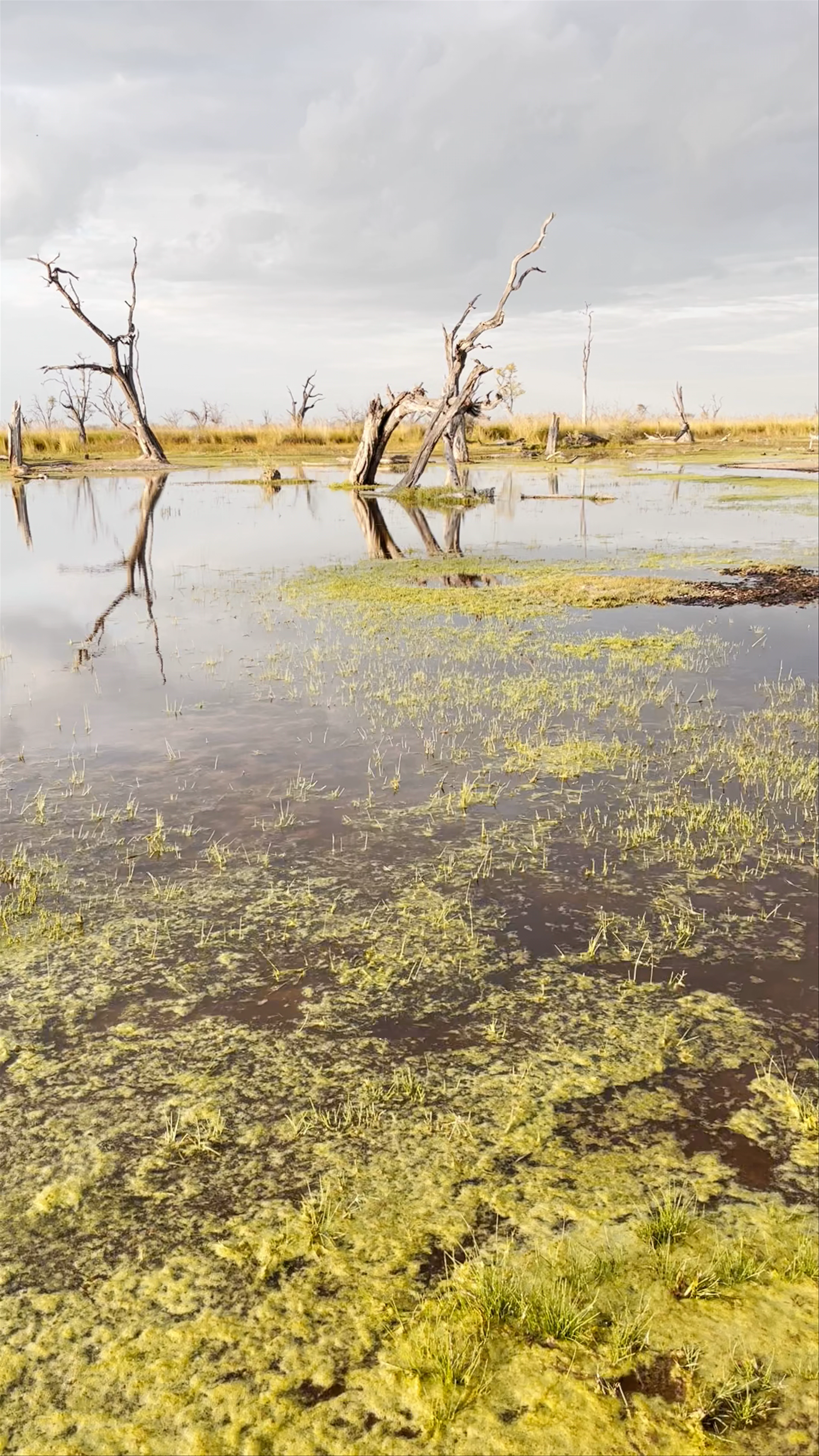 Moremi Game Reserve