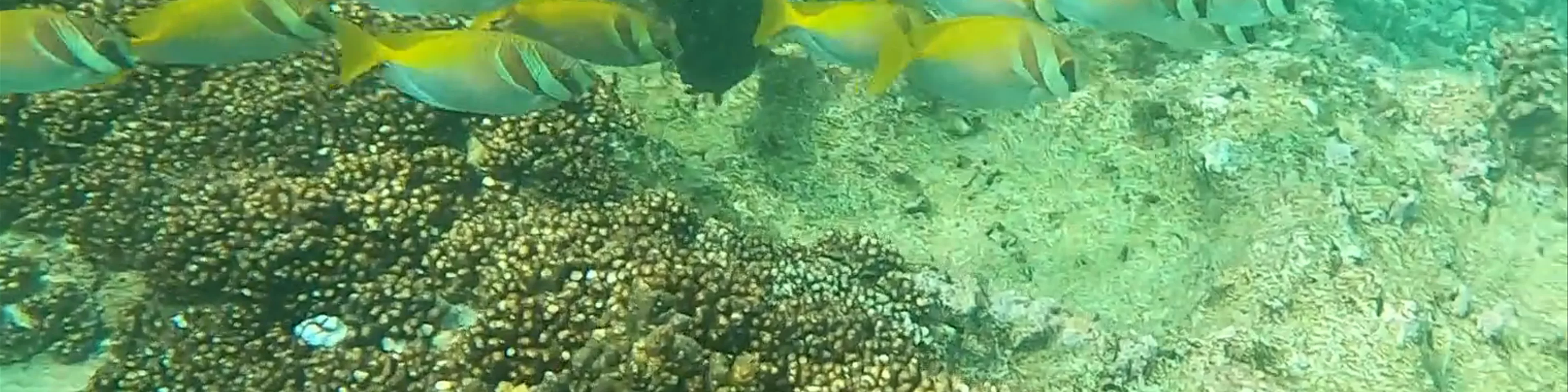 Hin Wong Diving Spot