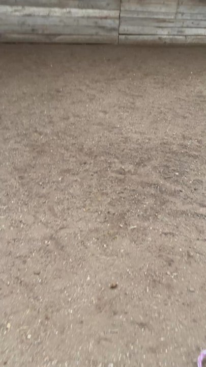 Wichita Riding Academy - Couple of the ponies and some goats - Farms Near Me - Derby, Kansas