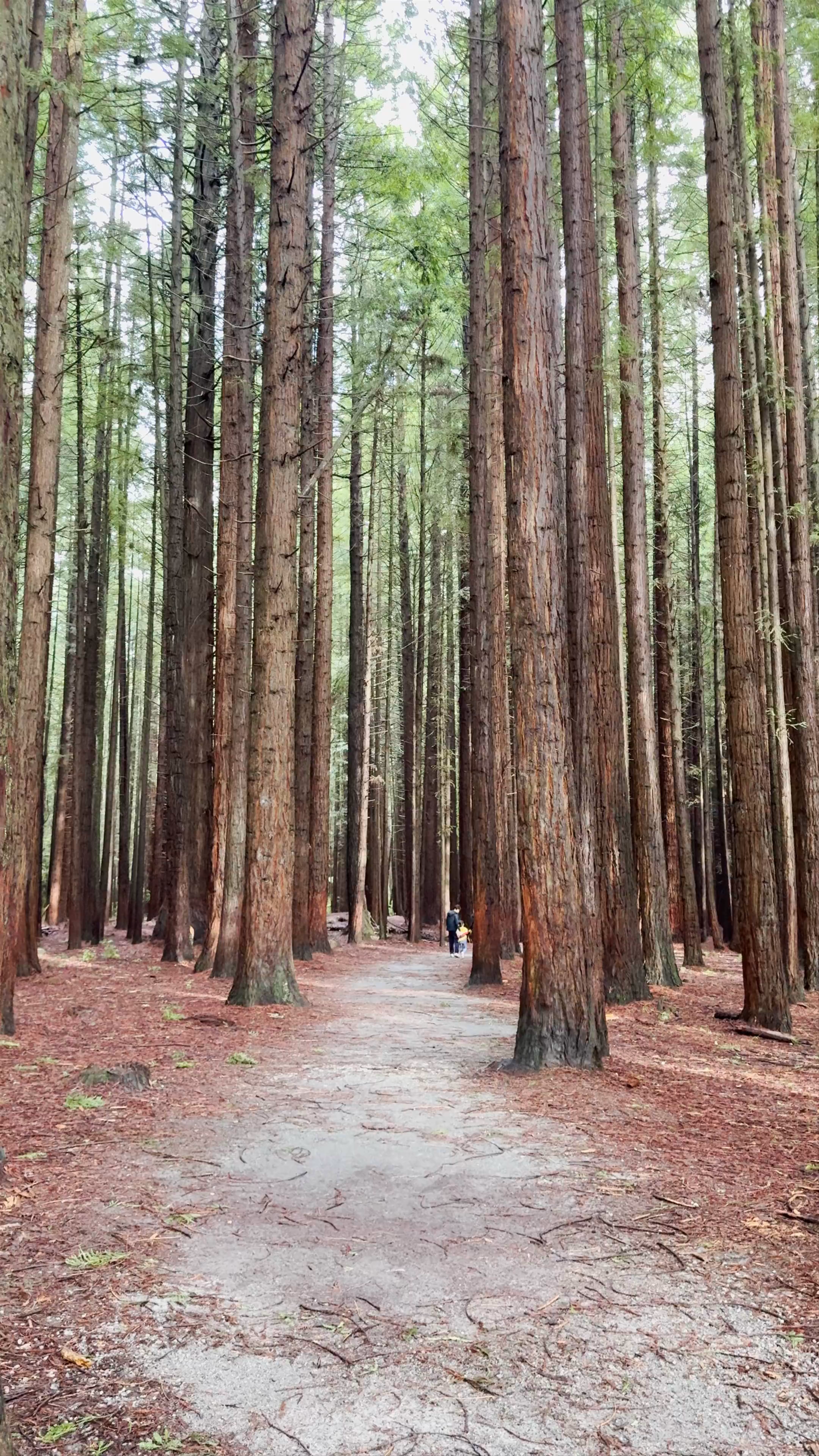 Majestic Serenity of the Redwoods – Whakarewarewa Forest, Rotorua