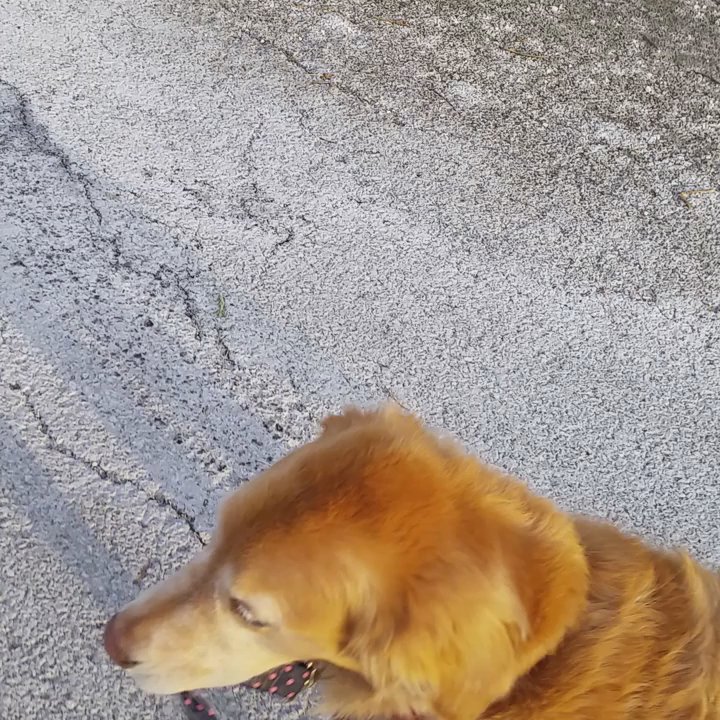Furry People Pet Sitting - Jessie loves to walk the dog walker - Pet Sitting Near Me