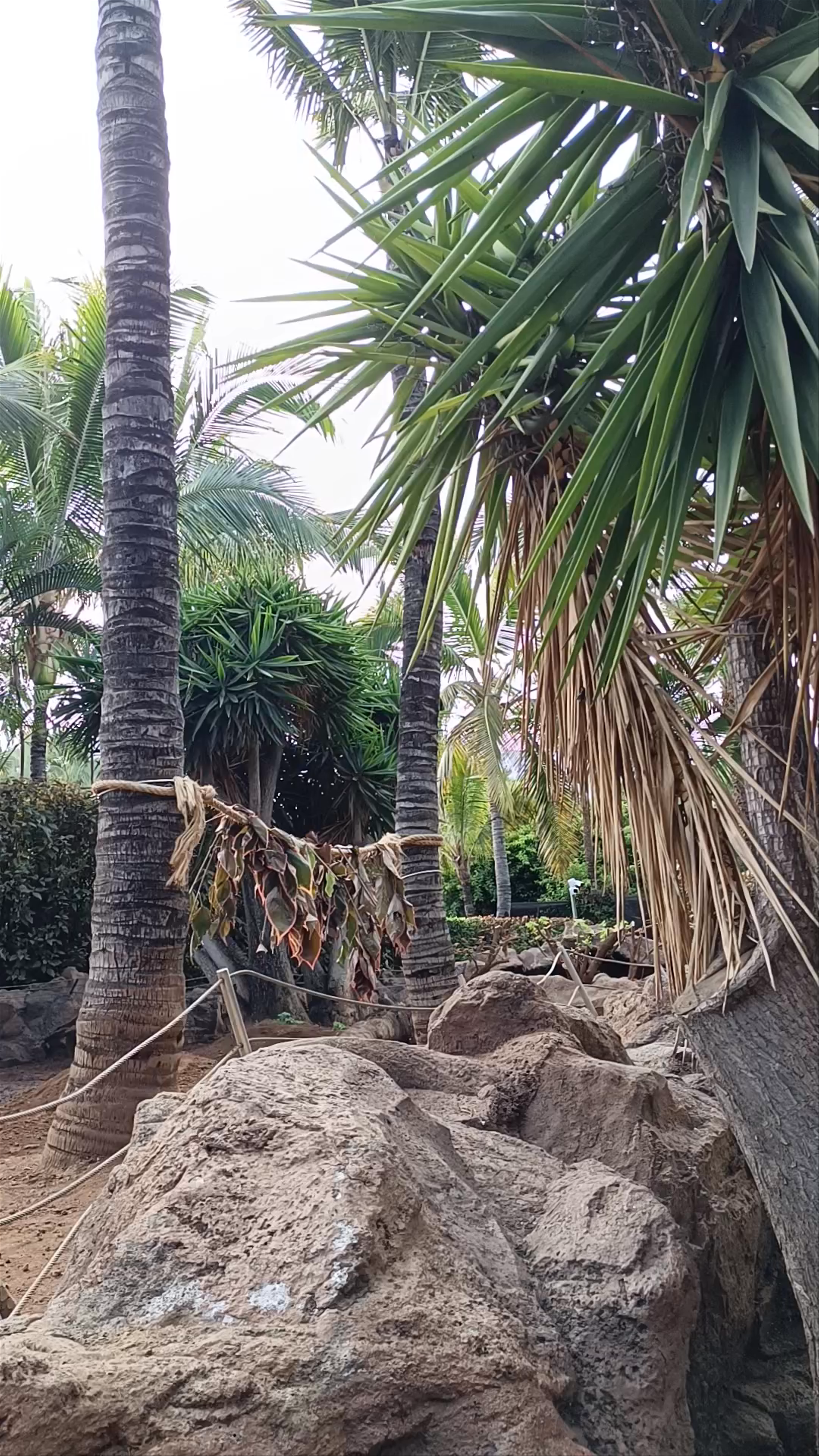 Caimanes y Tortugas at Loro Parque, Puerto de la Cruz