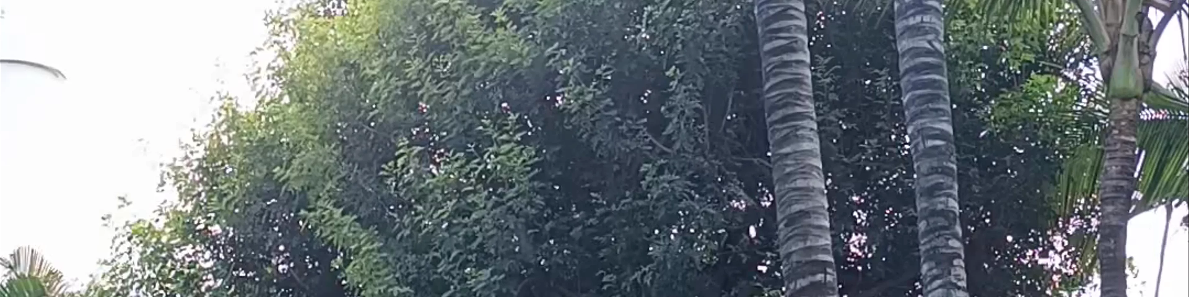 Caimanes y Tortugas - Loro Parque