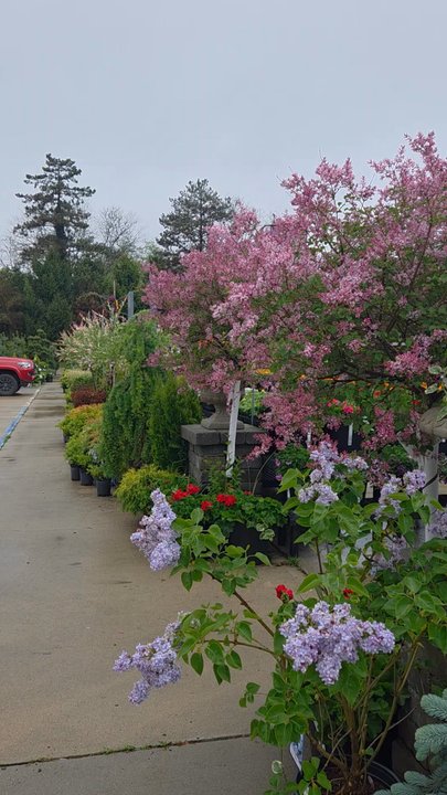 Telly’s Greenhouse - Nurseries & Gardening Near Me - Utica, Michigan