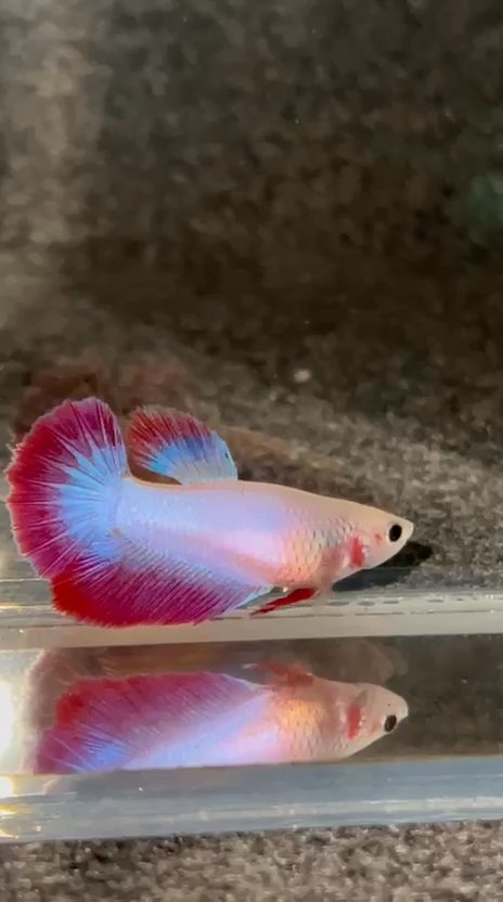 Siamese fighting fish (sometimes Betta, esp. US)
